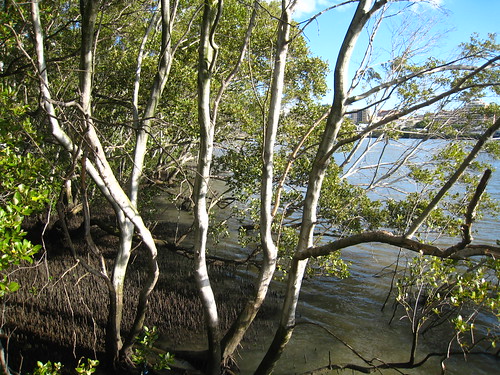 Mangroves, QUT IMG_2727