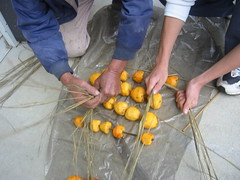 干し柿作り　藁（ワラ）で串柿を編む