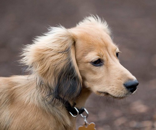 long haired dachshund mix. long haired dachshund 6