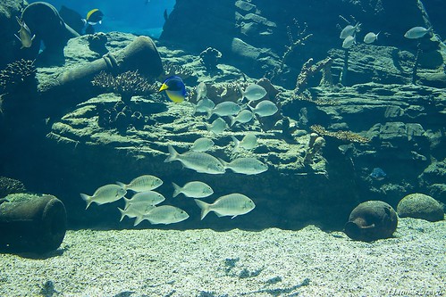 Fish uShaka Marine World