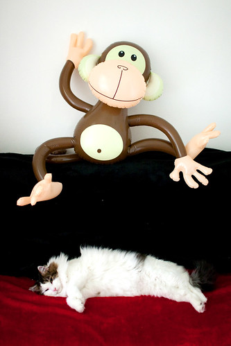 Moo and Monkey