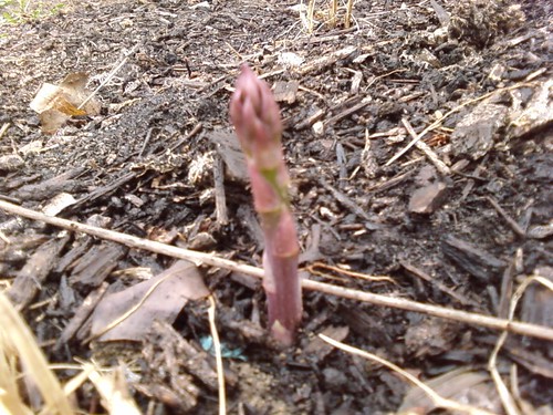 My asparagus is coming up