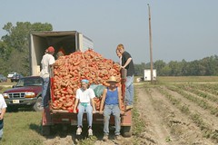 gleaning sweet potatoes