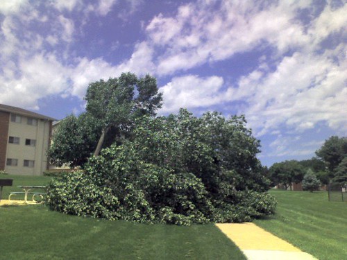 Fallen Tree after a tornado