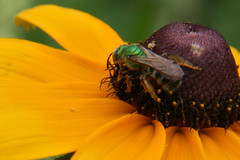 green metalic bee on black eyed susan