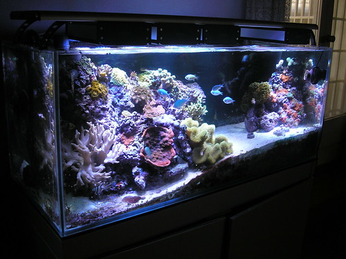 aquaillumination reef 