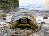 Tortoise in Calas Coves, Menorca por corkyburger