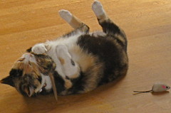 Brigid loves her catnip mousies