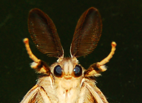 Bunny-faced moth