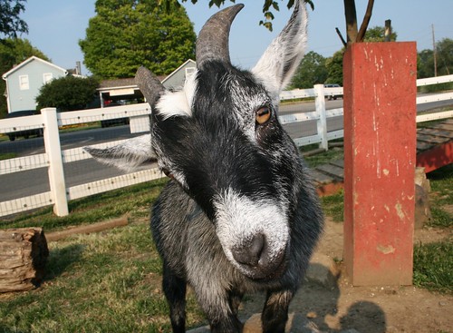 LANCASTER - Goat 024