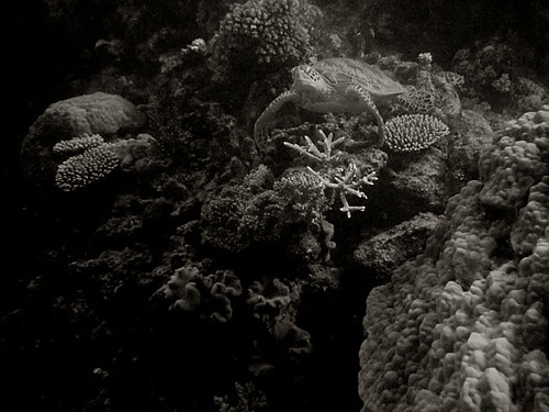 Cairns Diving 2008