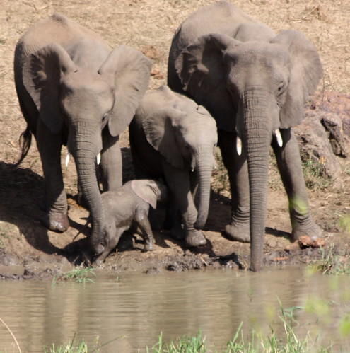 Elephant family, Hluhluwe-iMfolozi Game Reserve
