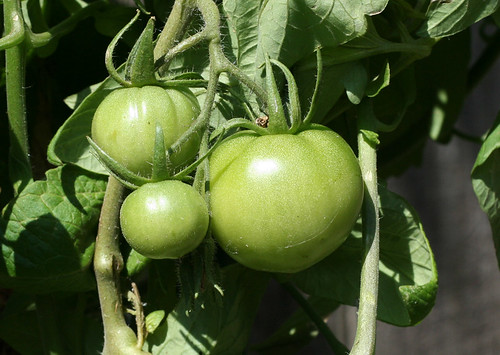 More green tomatoes