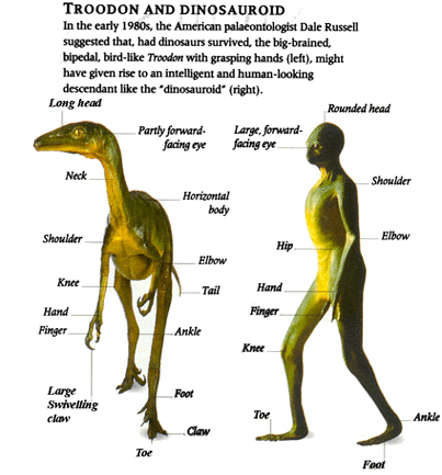 Troodondinosauroid