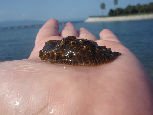 sea slug 2