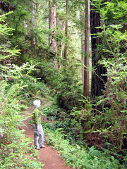 Redwoods_KT
