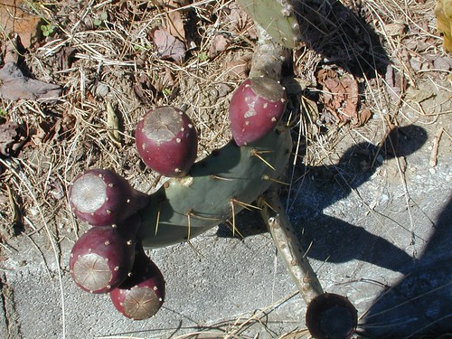 Missing a Prickly Pear