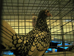100 Things to see at the fair outtake: Poultry