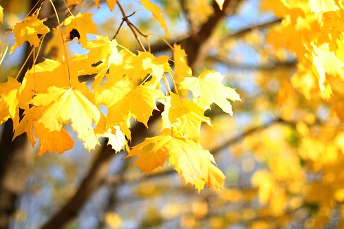sunny fall leaves