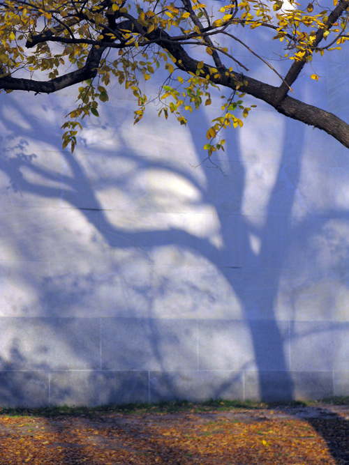 shadow of a tree makes a tree in Central Park, Manhattan, NYC