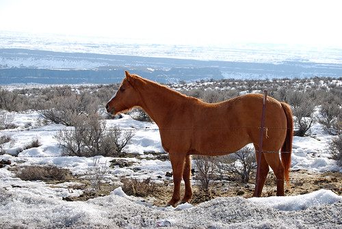 22-Horse Grand Coulee Dry Falls