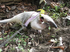 Action anteater