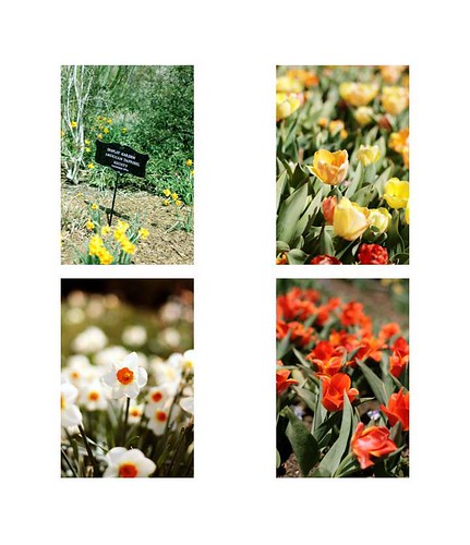 tulip collage