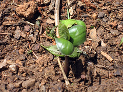 soybean seedling