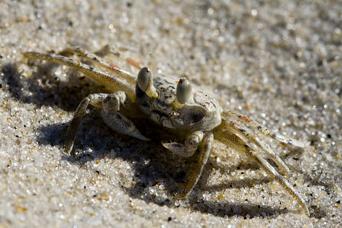 Ghost Crab II