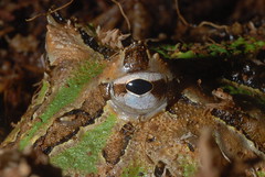 Surinam Horned Frog (Ceratophrys cornuta)