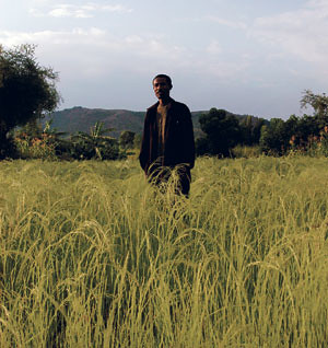 This Ethiopian teff farmer may well have to hand over his crops if a new European treaty is steamrolled into effect. (Photo: Paul Botes).  by Pan-African News Wire File Photos