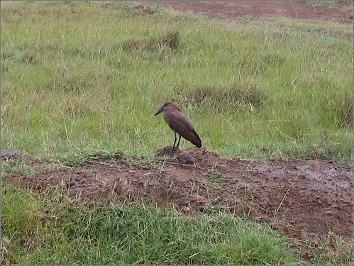 你拍攝的 38 Lake Nakuru - Bird。
