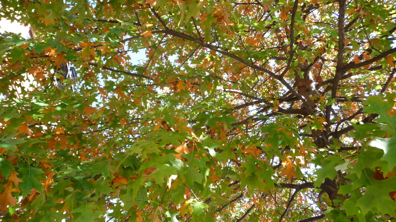 Turning leaves