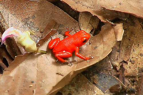 Oophaga pumilio (Strawberry Poison-dart Frog)