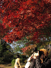 Tokyo Autumn