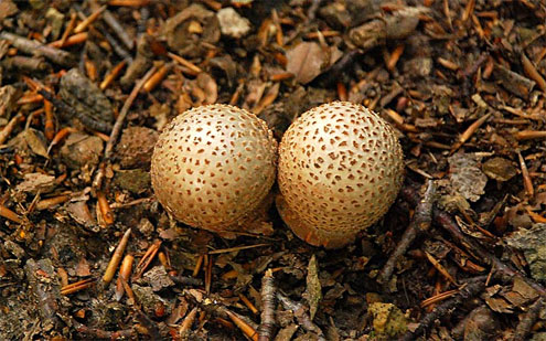 mushroom6