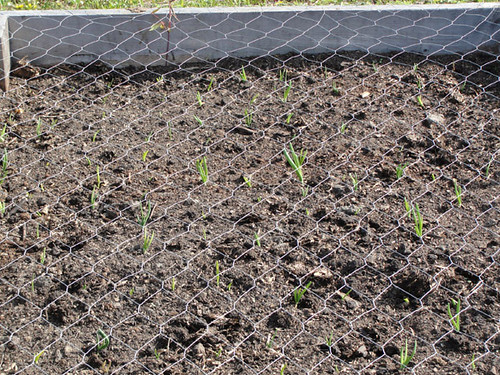 Peas and Corn shoots