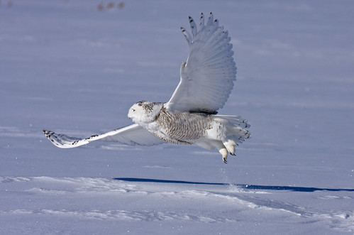 Pictures Of Owls In Flight. Snowy owl in flight - Harfang
