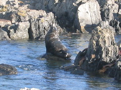 Red Rocks / Seal colony