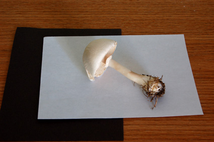 Mushroom and paper