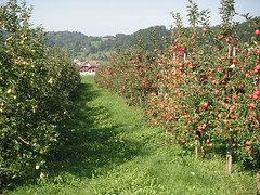 in der Apfelplantage (3)