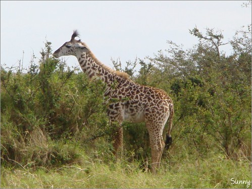 你拍攝的 33 Masai Mara - Giraffe。