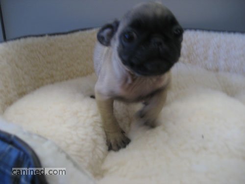 pugs for sale in pa
