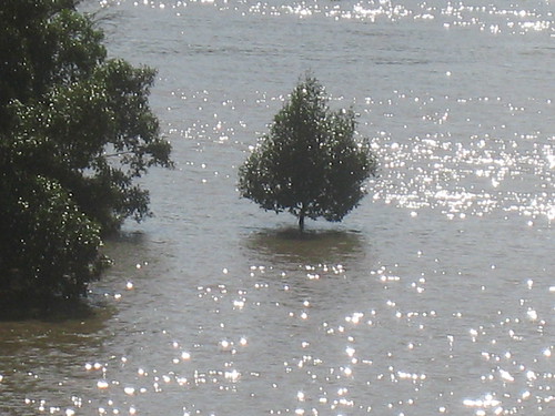 Solitary mangrove IMG_3453