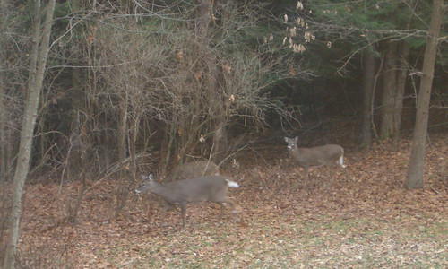 Deer in Kyle's Yard