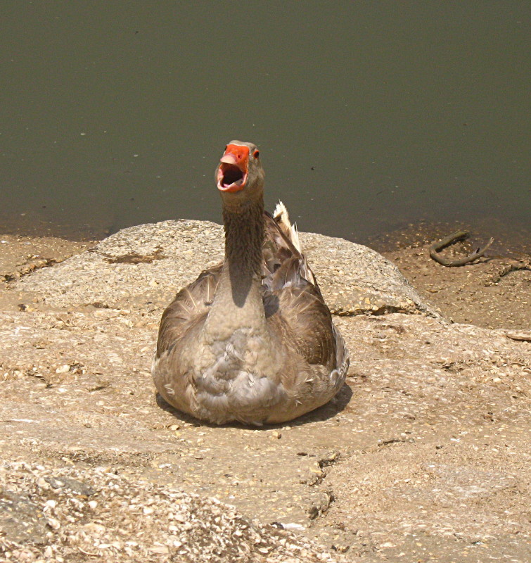 01-05-2010-duck-talking