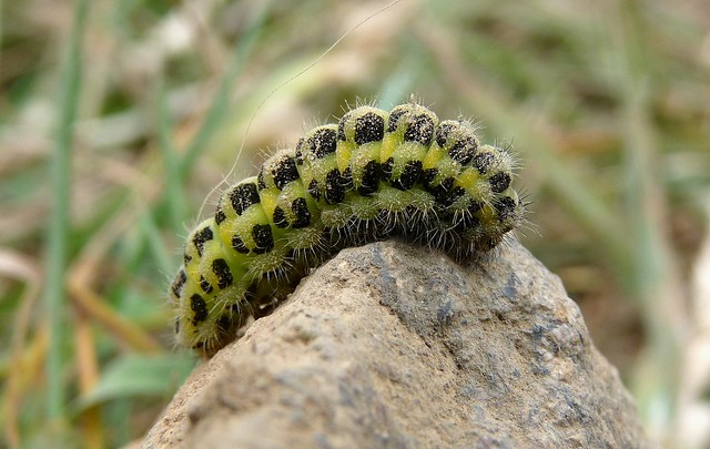 24423 - Narrow Bordered Five Spot Burnet Caterpillar, Pembrokeshire