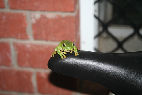 Litoria caerulea Green Tree frog on Hugh's bike