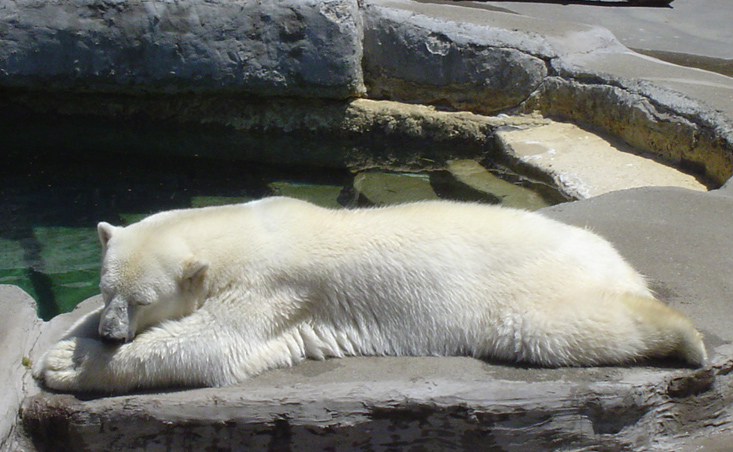Zoo - Polar Bear