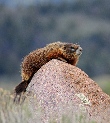 Marmot Rocking Out
